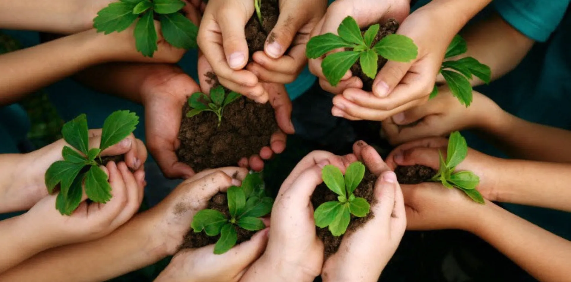 Privartan NGO Banners - Tree Plantation
